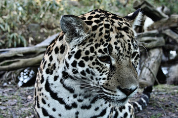 Fototapeta premium Leopard mit Träne