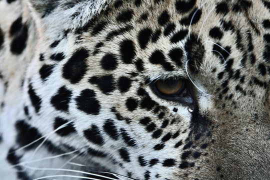 Leopard mit Tr&auml;ne