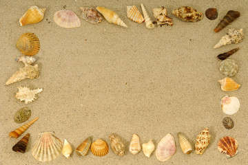 Frame with many different seashells. 