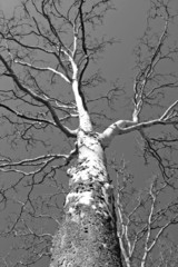 Fototapeta premium Birch Tree 