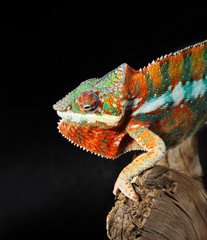 caméléon mâle coloré