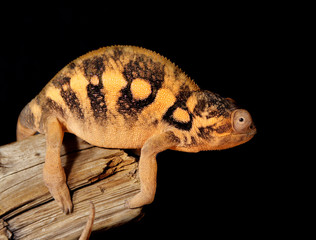 colorful female chameleon © Lana Langlois