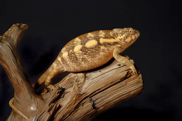 Photo sur Plexiglas Caméléon colorful female chameleon