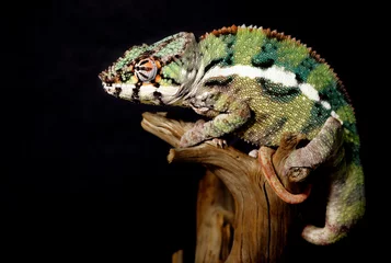 Afwasbaar Fotobehang Kameleon colorful male panthera chameleon