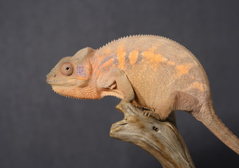 colorful female panthera chameleon © Lana Langlois