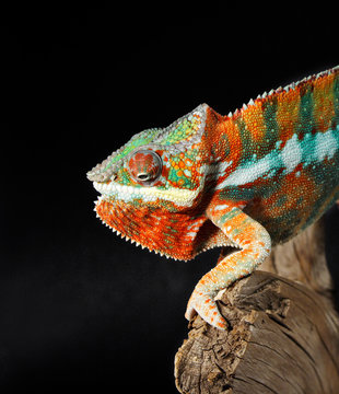 colorful male chameleon
