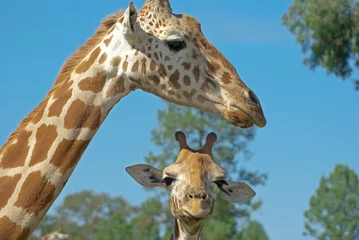Papier Peint photo Girafe a mother and baby giraffe together
