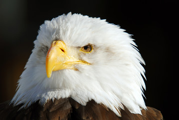 American Bald Eagle
