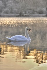 Cygne