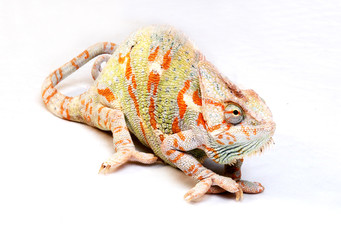 The Yemen chameleon on a white background