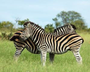 Fototapeta premium Zebra