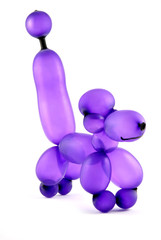 High resolution purple twisted balloon poodle isolated on white