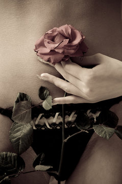 sensorial flower of the rose
