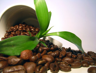 Kaffeepflanze