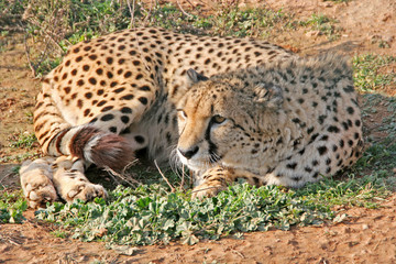 A wild cheetah while resting on the ground