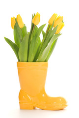 Fresh tulips in yellow vase isolated on white background