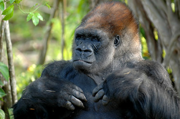 Silverback