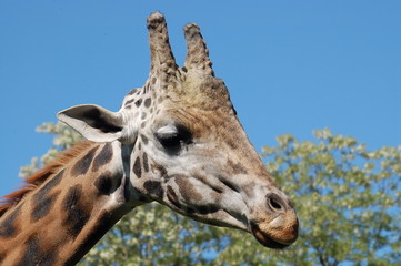 Giraffe