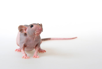 Decorative hairless rat on a white background.