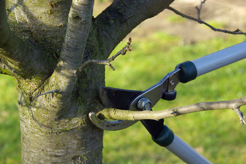Baum verschneiden 01