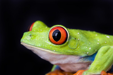frog macro - a red-eyed tree frog isolated on black