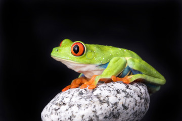 frog macro - a red-eyed tree frog isolated on stones