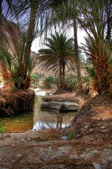 Oasis in the desert (near Muscat, Oman)