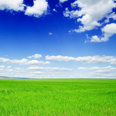 Fototapeta na wymiar Green field and blue sky.