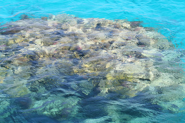 Corals under red sea water surface