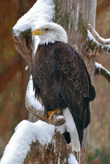 Eagle on a tree