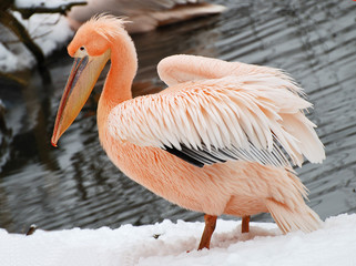 The pink pelican on a snow