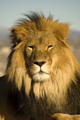 Plakat Bliska portret pięknej lwa afrykańskiego.