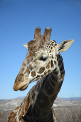 Obraz premium A portrait of a giraffe against a vivid blue sky.