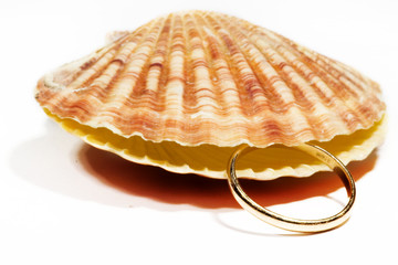 beautiful Seashell isolated on white background