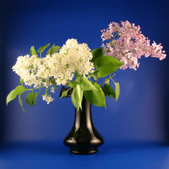 Bouquet of a lilac in a vase on a blue background.