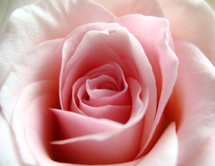 Fototapeta na wymiar Róża