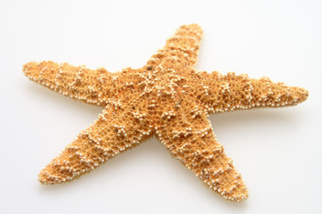 Starfish