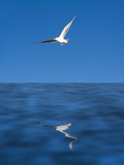 seagull flying over blue sea