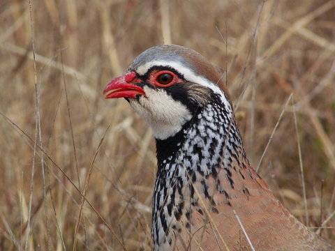 4 Best Perdrix Images Stock Photos Vectors Adobe Stock 4 Best Perdrix Images Stock Photos Vectors Adobe Stock