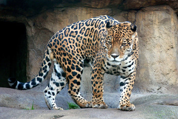The Wild Jaguar from Moscow Zoo