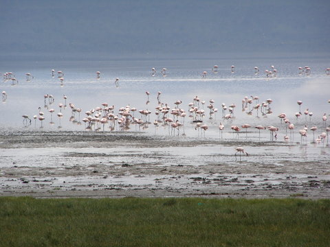 Flamingos feeding