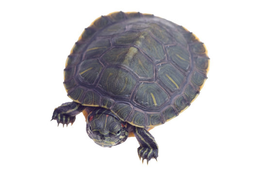 small 4-5 inch turtle isolated on white background