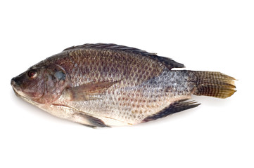 object on white food raw fish