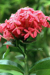 Beautiful tropical flowers growing in a garden.