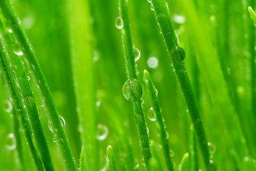 droplet on green grass