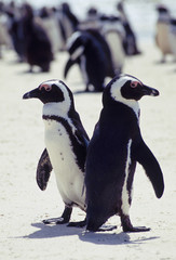 Obraz premium Une colonie de manchot du Cap 