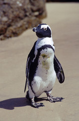 Naklejka premium Une colonie de manchot du Cap 