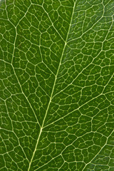 leaf texture