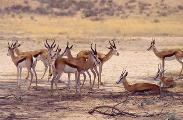 Troupeau de springbok 