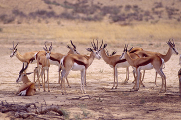 Fototapeta na wymiar Stado springbok